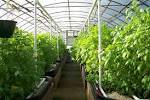 Agriculture Green House