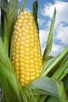 Maize/Corn