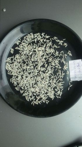 1509 Steamed Basmati Rice