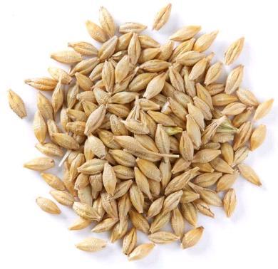 Barley Seeds