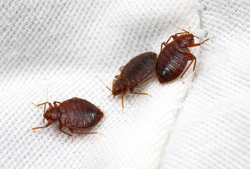 Bed Bugs Pest Control Services By Green India Pest Services