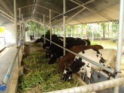 Dairy Farm By Venus Remedies Ltd