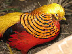 Golden Pheasant Exotic Birds