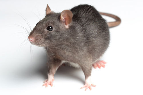 Rodents Pest Control Services By Green India Pest Services