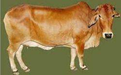 Sahiwal Cows