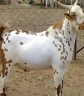 Sojat Female Goat