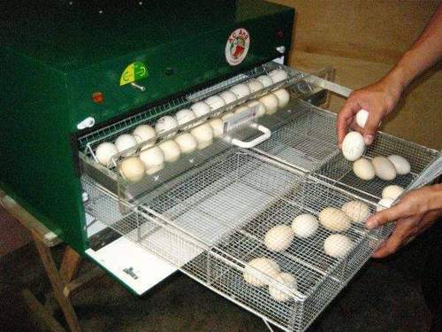 Hatching African Grey Parrot Eggs