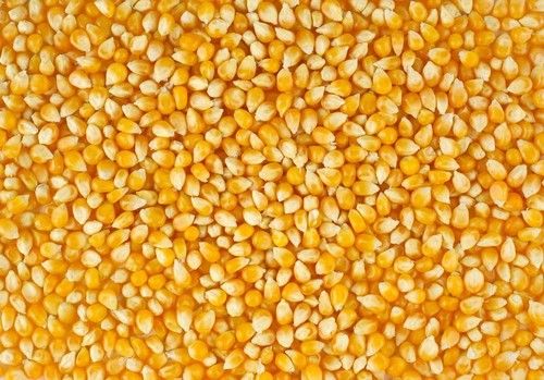 Indian Yellow Corn 