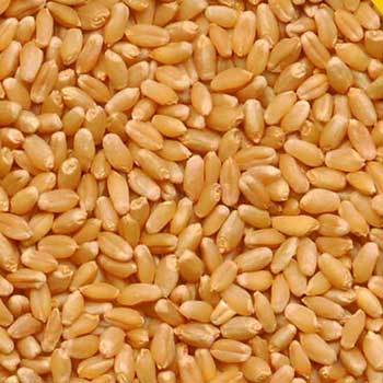 Wheat Grain