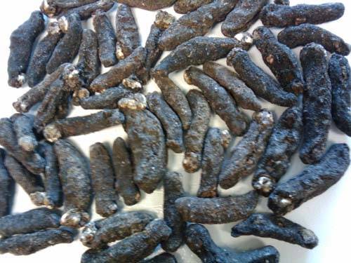 Dried Sea Cucumber