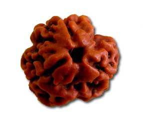 3 Mukhi Rudraksha