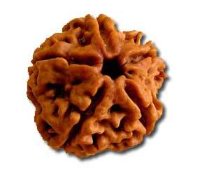 5 Mukhi Rudraksha Bead