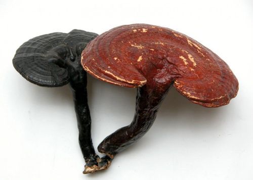 Ganoderma Lucidum Extract - NLT 6% Triterpenes HPLC, NLT 10% Polysaccharides UV | Boosts Immunity, Anti-Tumor Benefits, Enhances Liver Health, Anti-Aging Properties