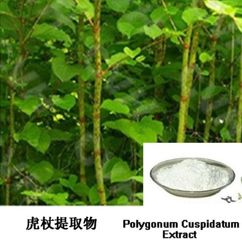 Polygonum Cuspidatum Extract