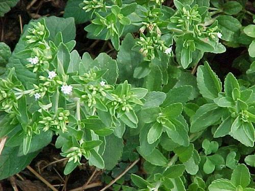 Stevia Leaves