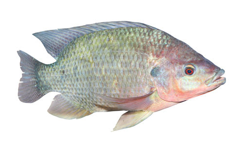 Tilapia - Individually Quick Frozen, Fresh Water Farm-Raised with Minimal Bones