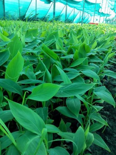 Banana Tissue Plant