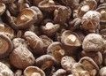 dried mushroom