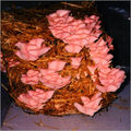 Pink Oyster Mushroom