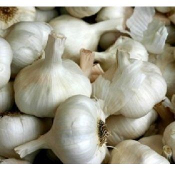 Fresh Garlic