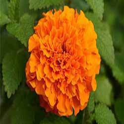 Fresh Marigold Flower