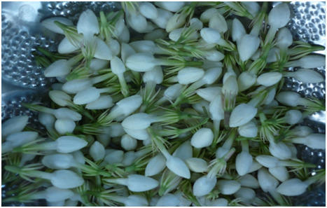 Fresh White Jasmine Flower