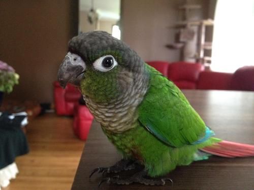 Green Cheek Conure