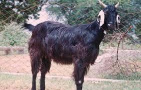 Mehsana Goats