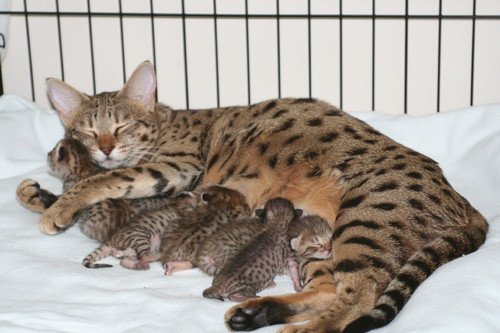 Savannah Cat at Best Price in Mumbai, Maharashtra | Merial ...