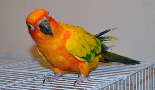 Sun Conure