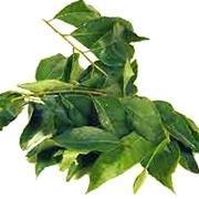 Curry Leaves