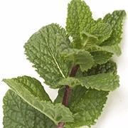 Mint (Pudina)