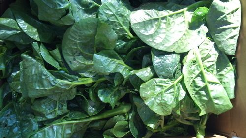 Malaber Spinach