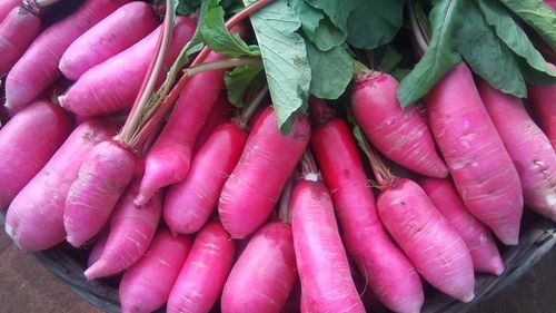 Radish (Mulo)