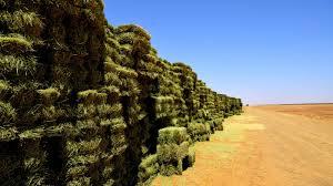 Alfalfa Bales (Sun Cured)