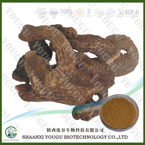 Cistanche Tubulosa Extract, Desertliving Cistanche Herb Extract