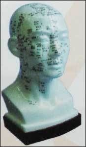 Acupuncture Model - Head