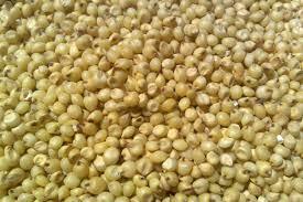 Indian Sorghum