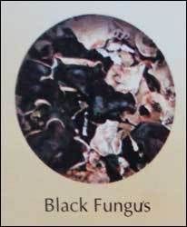 Black Fungus