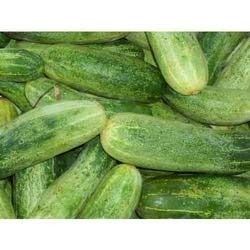 Cucumber