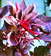 Red Spinach (Lal Sag)