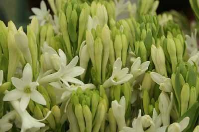 Fresh Tuberose Flowers