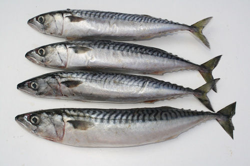 Mackerel Fish