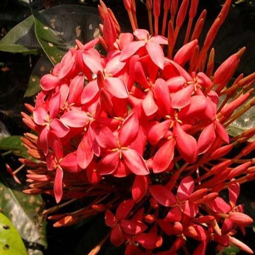 Rangan Flower Plants