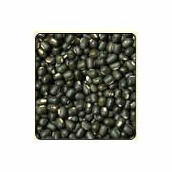 Black Lentil