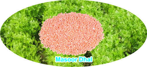 Masoor Dal