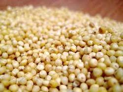 Yellow Millet