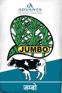 Jumbo