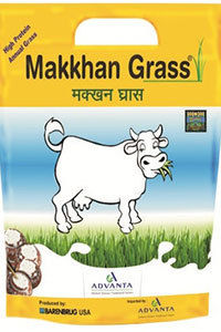 Makkhan Grass