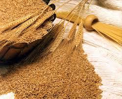 Mahasagar Wheat